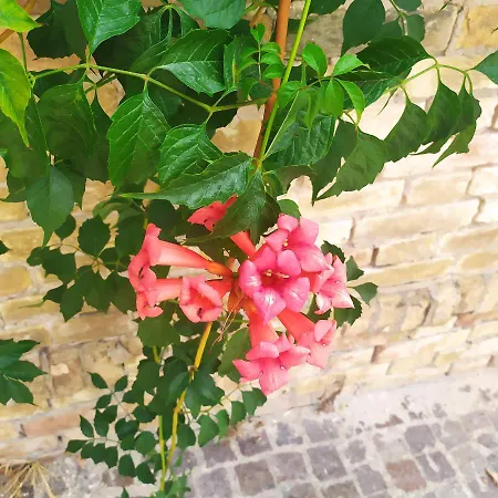 Bed & Breakfast Terrazza Sul Mare 3*