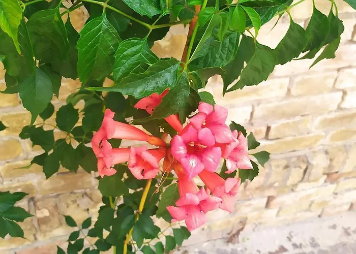 Alojamento de Acomodação e Pequeno-almoço Terrazza Sul Mare 3*