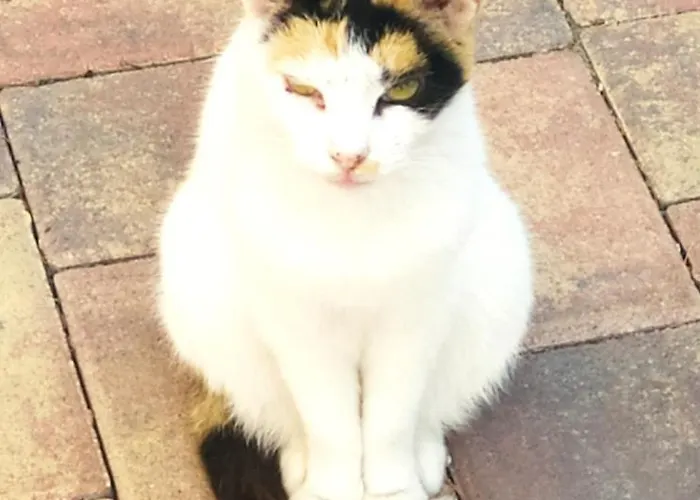 Alojamento de Acomodação e Pequeno-almoço Terrazza Sul Mare